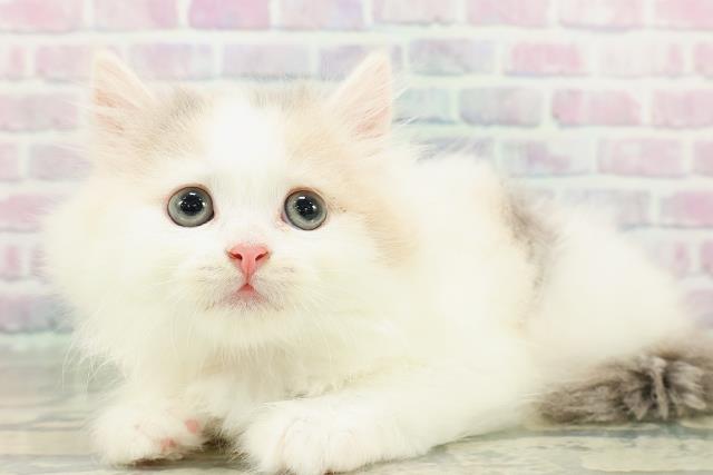 東京都のスコティッシュフォールド (Coo&RIKU武蔵小山店/2026年2月20日生まれ/女の子/ダイリュートキャリコ)の子猫の2枚目の画像