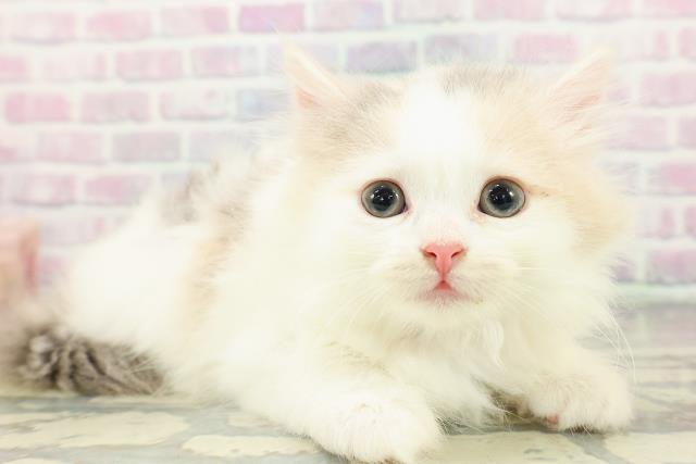 東京都のスコティッシュフォールド (Coo&RIKU武蔵小山店/2026年2月20日生まれ/女の子/ダイリュートキャリコ)の子猫の3枚目の画像