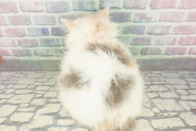 東京都のスコティッシュフォールド (Coo&RIKU武蔵小山店/2026年2月20日生まれ/女の子/ダイリュートキャリコ)の子猫の4枚目の画像