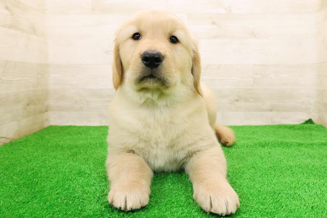 福島県のゴールデンレトリバー (Coo&RIKU会津若松店/2026年2月23日生まれ/男の子/ゴールデン)の子犬