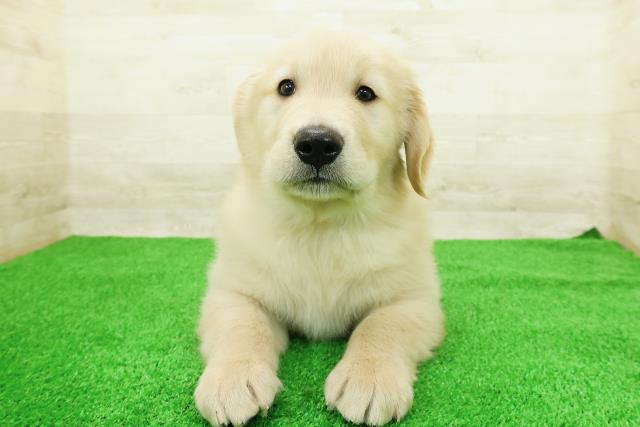 広島県のゴールデンレトリバー (Coo&RIKU広島中央店/2026年2月23日生まれ/男の子/ゴールデン)の子犬