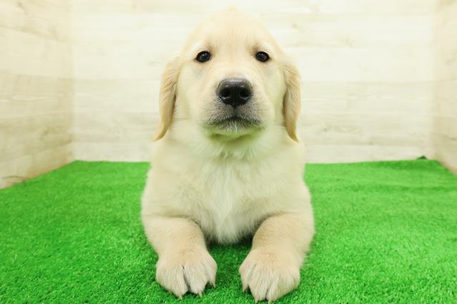 新潟県のゴールデンレトリバー (Coo&RIKU新潟東店/2026年2月23日生まれ/男の子/ゴールデン)の子犬
