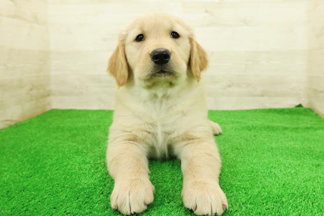 長野県のゴールデンレトリバー (Coo&RIKU長野店/2026年2月23日生まれ/女の子/ゴールデン)の子犬