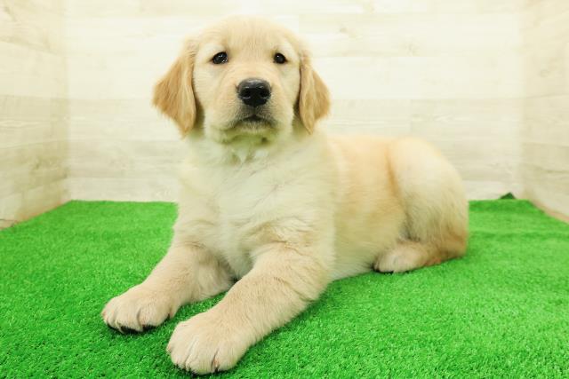 長野県のゴールデンレトリバー (Coo&RIKU長野店/2026年2月23日生まれ/女の子/ゴールデン)の子犬の2枚目の画像