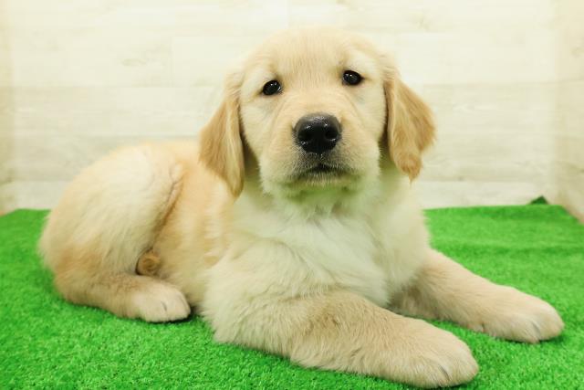 長野県のゴールデンレトリバー (Coo&RIKU長野店/2026年2月23日生まれ/女の子/ゴールデン)の子犬の3枚目の画像