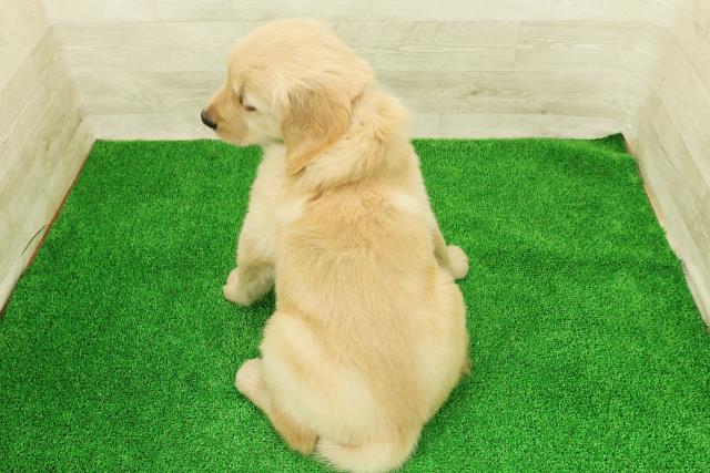 長野県のゴールデンレトリバー (Coo&RIKU長野店/2026年2月23日生まれ/女の子/ゴールデン)の子犬の4枚目の画像