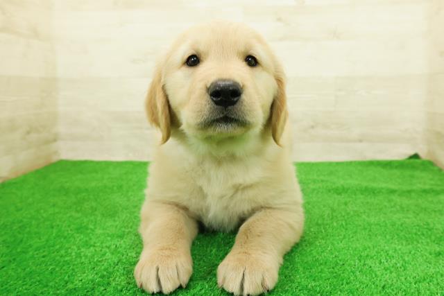 長野県のゴールデンレトリバー (Coo&RIKU松本店/2026年2月23日生まれ/女の子/ゴールデン)の子犬