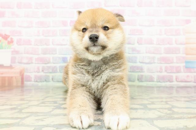 長野県の柴犬(標準サイズ) (Coo&RIKU長野店/2026年2月23日生まれ/男の子/赤)の子犬