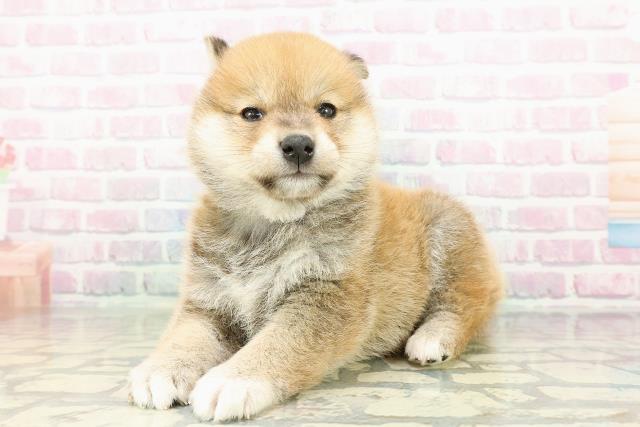 長野県の柴犬(標準サイズ) (Coo&RIKU長野店/2026年2月23日生まれ/男の子/赤)の子犬の2枚目の画像