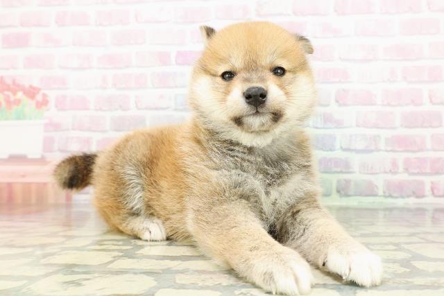 長野県の柴犬(標準サイズ) (Coo&RIKU長野店/2026年2月23日生まれ/男の子/赤)の子犬の3枚目の画像