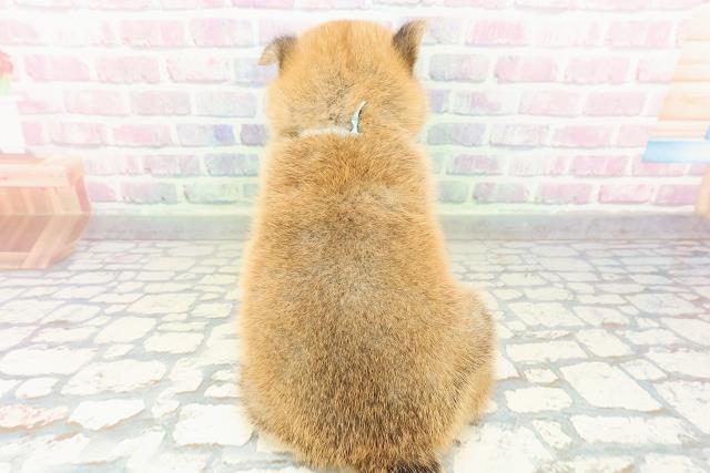 長野県の柴犬(標準サイズ) (Coo&RIKU長野店/2026年2月23日生まれ/男の子/赤)の子犬の4枚目の画像