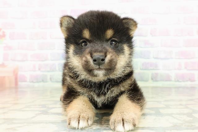 長野県の柴犬(標準サイズ) (Coo&RIKU松本店/2026年2月23日生まれ/男の子/黒)の子犬