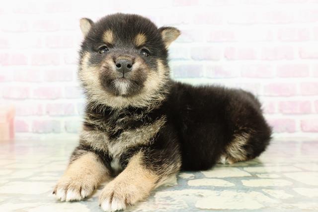 長野県の柴犬(標準サイズ) (Coo&RIKU松本店/2026年2月23日生まれ/男の子/黒)の子犬の2枚目の画像