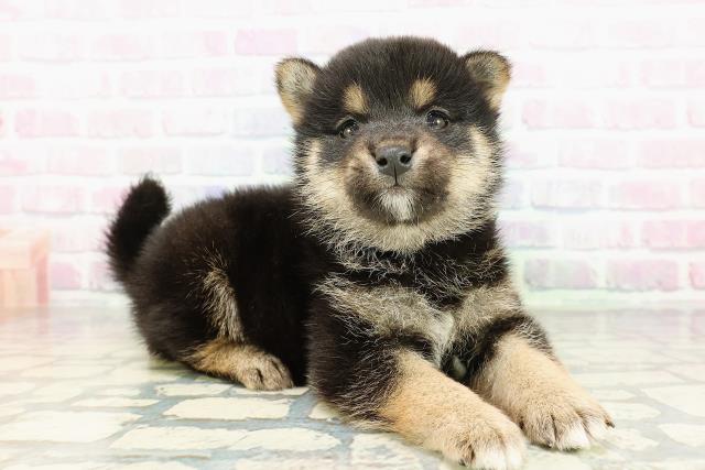 長野県の柴犬(標準サイズ) (Coo&RIKU松本店/2026年2月23日生まれ/男の子/黒)の子犬の3枚目の画像