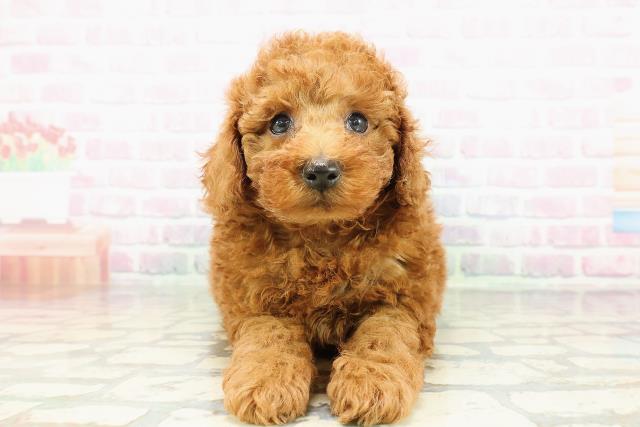 北海道のトイプードル(トイ) (Coo&RIKU旭川店/2026年2月23日生まれ/男の子/レッド)の子犬