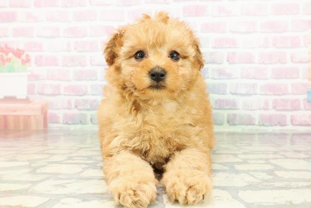 山形県のトイプードル(トイ) (Coo&RIKUイオンタウン酒田店/2026年2月23日生まれ/女の子/アプリコット)の子犬の1枚目の画像