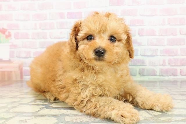 山形県のトイプードル(トイ) (Coo&RIKUイオンタウン酒田店/2026年2月23日生まれ/女の子/アプリコット)の子犬の3枚目の画像