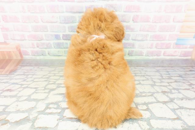 山形県のトイプードル(トイ) (Coo&RIKUイオンタウン酒田店/2026年2月23日生まれ/女の子/アプリコット)の子犬の4枚目の画像