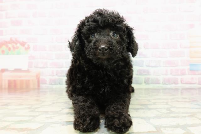 トイ・プードル