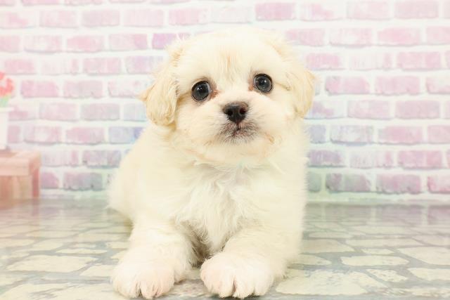 北海道のペキプー(ペキニーズ×プードル) (Coo&RIKU札幌東店/2026年2月23日生まれ/男の子/クリーム)の子犬