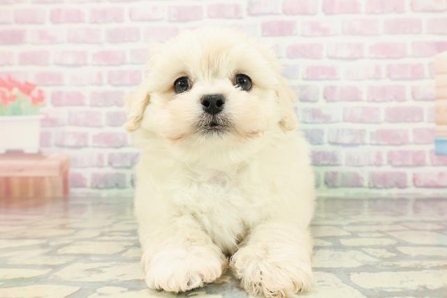 北海道のペキプー(ペキニーズ×プードル) (Coo&RIKU北見店/2026年2月23日生まれ/男の子/クリーム)の子犬