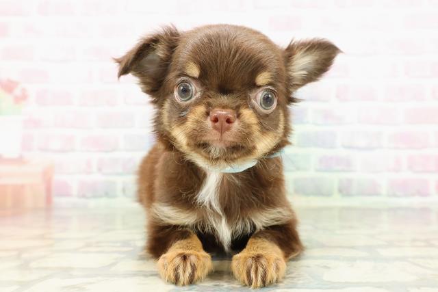 北海道のチワワ(ロング) (Coo&RIKU室蘭店/2026年2月21日生まれ/男の子/チョコレートタン)の子犬