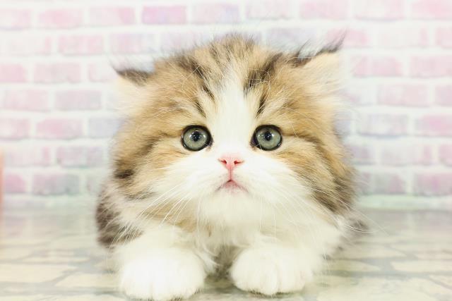 東京都のミヌエット (Coo&RIKU吉祥寺店/2026年2月22日生まれ/男の子/ブラウンタビーホワイト)の子猫の1枚目の画像