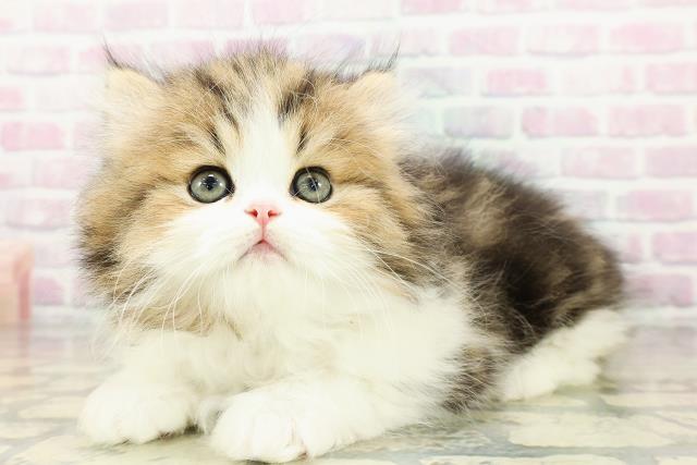 東京都のミヌエット (Coo&RIKU吉祥寺店/2026年2月22日生まれ/男の子/ブラウンタビーホワイト)の子猫の2枚目の画像