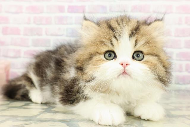 東京都のミヌエット (Coo&RIKU吉祥寺店/2026年2月22日生まれ/男の子/ブラウンタビーホワイト)の子猫の3枚目の画像