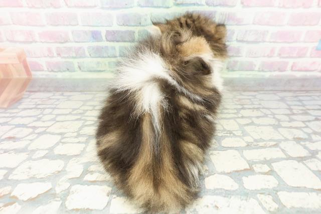 東京都のミヌエット (Coo&RIKU吉祥寺店/2026年2月22日生まれ/男の子/ブラウンタビーホワイト)の子猫の4枚目の画像