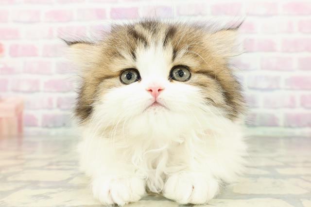 東京都のミヌエット (Coo&RIKU吉祥寺店/2026年2月22日生まれ/女の子/ブラウンタビーホワイト)の子猫の1枚目の画像