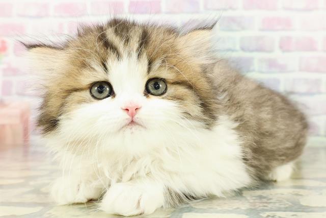 東京都のミヌエット (Coo&RIKU吉祥寺店/2026年2月22日生まれ/女の子/ブラウンタビーホワイト)の子猫の2枚目の画像