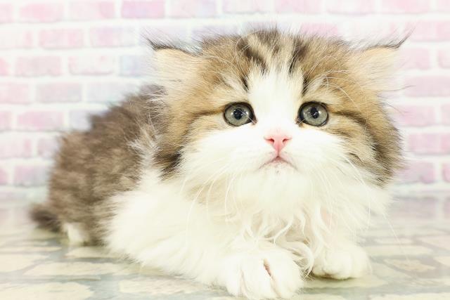 東京都のミヌエット (Coo&RIKU吉祥寺店/2026年2月22日生まれ/女の子/ブラウンタビーホワイト)の子猫の3枚目の画像