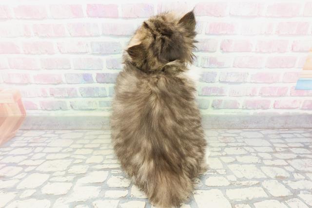 東京都のミヌエット (Coo&RIKU吉祥寺店/2026年2月22日生まれ/女の子/ブラウンタビーホワイト)の子猫の4枚目の画像