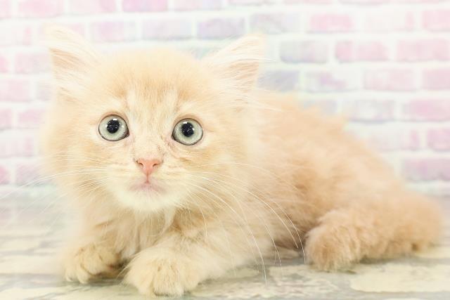 埼玉県のラガマフィン (Coo&RIKU岩槻店/2026年2月20日生まれ/男の子/クリームタビー)の子猫の2枚目の画像