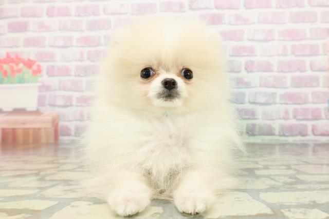 宮城県のポメラニアン (Coo&RIKU石巻店/2026年2月24日生まれ/男の子/クリーム)の子犬の1枚目の画像