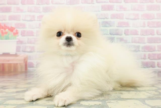 宮城県のポメラニアン (Coo&RIKU石巻店/2026年2月24日生まれ/男の子/クリーム)の子犬の2枚目の画像