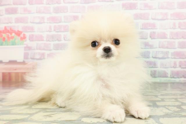 宮城県のポメラニアン (Coo&RIKU石巻店/2026年2月24日生まれ/男の子/クリーム)の子犬の3枚目の画像