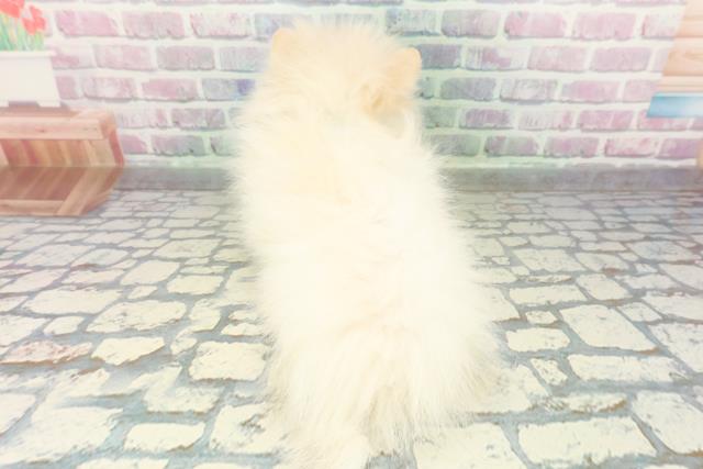 宮城県のポメラニアン (Coo&RIKU石巻店/2026年2月24日生まれ/男の子/クリーム)の子犬の4枚目の画像