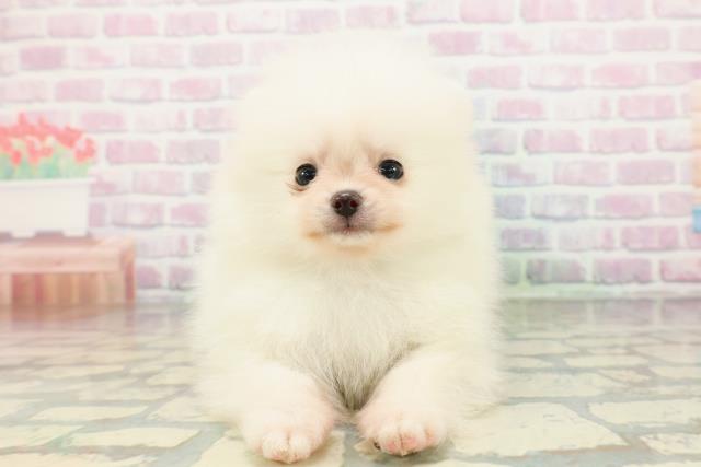 山形県のポメラニアン (Coo&RIKU山形店/2026年2月24日生まれ/男の子/クリーム)の子犬
