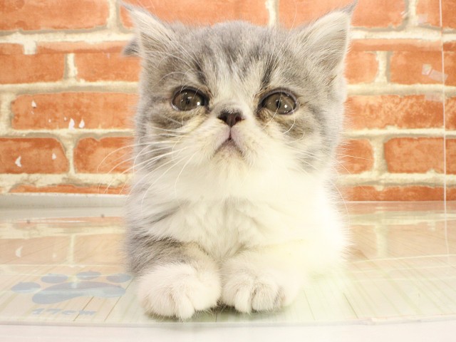 兵庫県のエキゾチックショートヘアー (Coo&RIKU姫路店/2026年2月21日生まれ/男の子/ブルータビーホワイト)の子猫の1枚目の画像