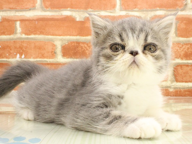 兵庫県のエキゾチックショートヘアー (Coo&RIKU姫路店/2026年2月21日生まれ/男の子/ブルータビーホワイト)の子猫の2枚目の画像