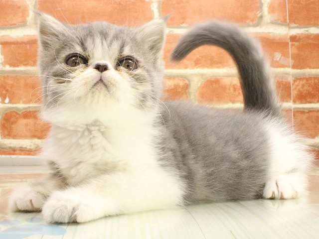 兵庫県のエキゾチックショートヘアー (Coo&RIKU姫路店/2026年2月21日生まれ/男の子/ブルータビーホワイト)の子猫の3枚目の画像