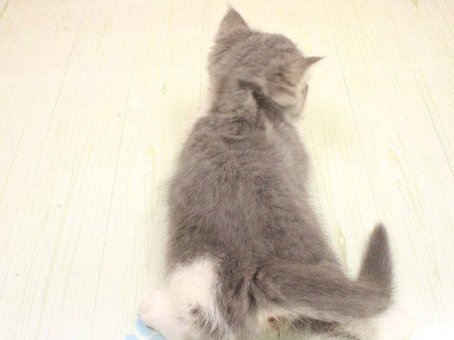 兵庫県のエキゾチックショートヘアー (Coo&RIKU姫路店/2026年2月21日生まれ/男の子/ブルータビーホワイト)の子猫の4枚目の画像