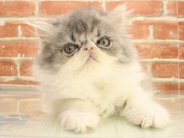 兵庫県のエキゾチックロングヘアー (Coo&RIKU尼崎店/2026年2月21日生まれ/女の子/ダイリュートキャリコ)の子猫