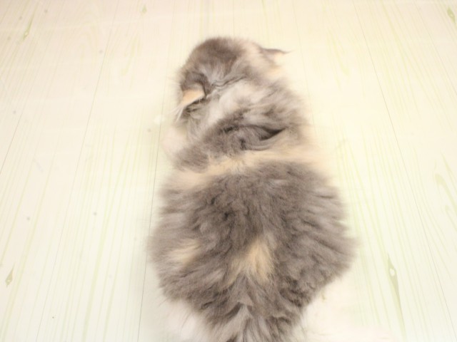 兵庫県のエキゾチックロングヘアー (Coo&RIKU尼崎店/2026年2月21日生まれ/女の子/ダイリュートキャリコ)の子猫の4枚目の画像