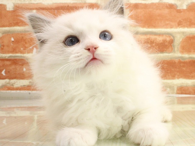 兵庫県のラグドール (Coo&RIKU姫路店/2026年2月21日生まれ/男の子/ブルーポイントバイカラー)の子猫
