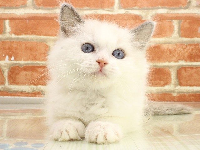 広島県のラグドール (Coo&RIKU福山店/2026年2月21日生まれ/男の子/ブルーポイントバイカラー)の子猫の1枚目の画像