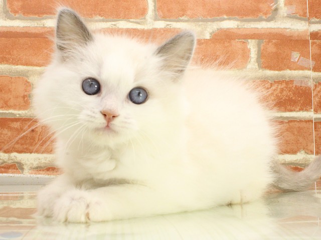 広島県のラグドール (Coo&RIKU福山店/2026年2月21日生まれ/男の子/ブルーポイントバイカラー)の子猫の3枚目の画像