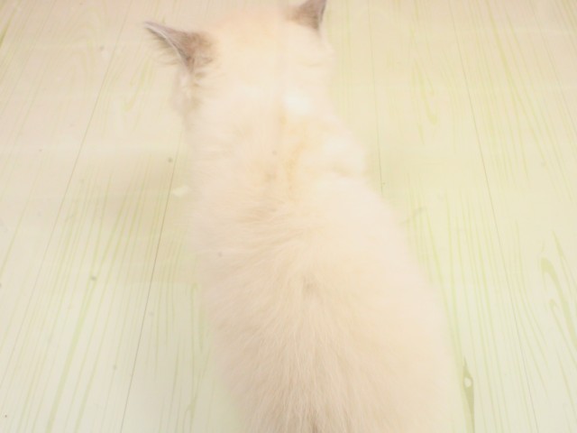 広島県のラグドール (Coo&RIKU福山店/2026年2月21日生まれ/男の子/ブルーポイントバイカラー)の子猫の4枚目の画像